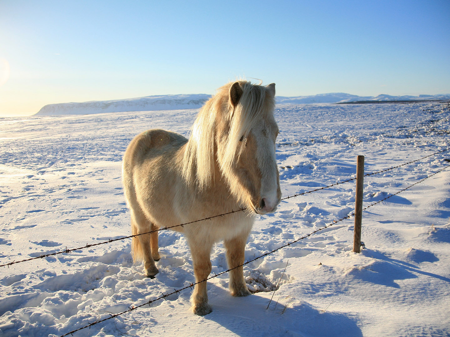Icelandic horse in winter light